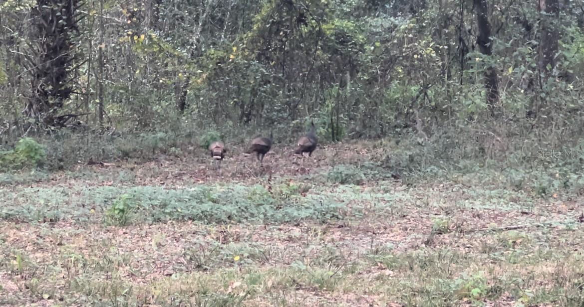 GREENBRIAR RD, LAKELAND, FL, 33810
