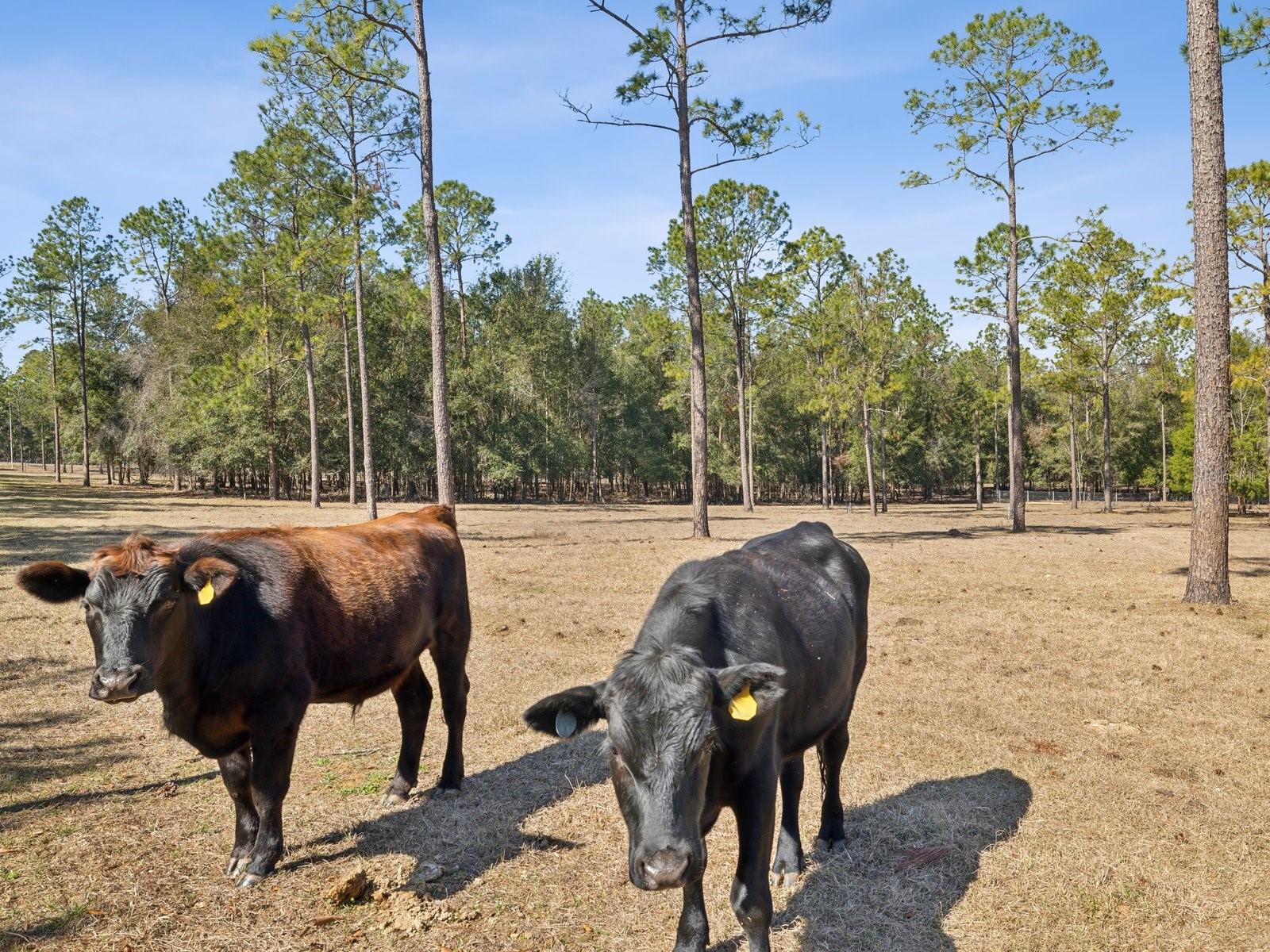 18134 POWERLINE RD, DADE CITY, FL, 33523