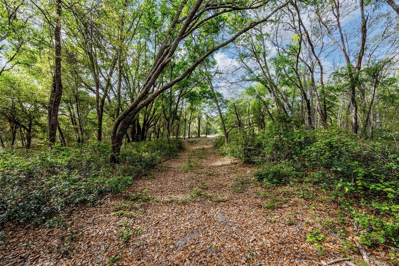 GRIFFIN VIEW DR, LADY LAKE, FL, 32159