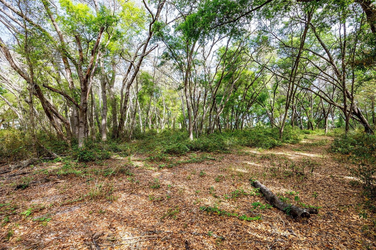 GRIFFIN VIEW DR, LADY LAKE, FL, 32159