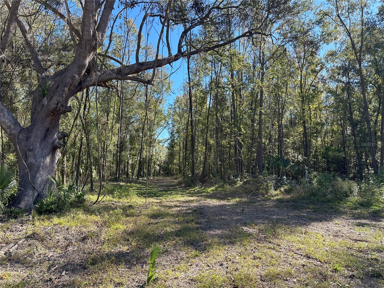 55ac W HWY 318, REDDICK, FL, 32686