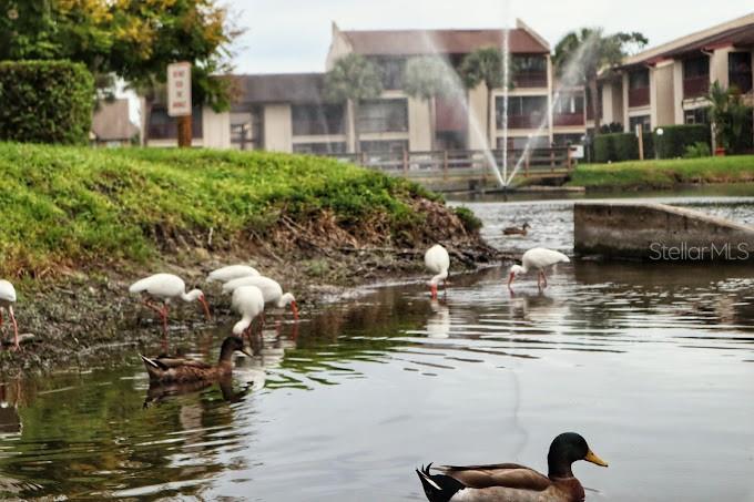 8632 TAHOE CT #7, TAMPA, FL, 33614