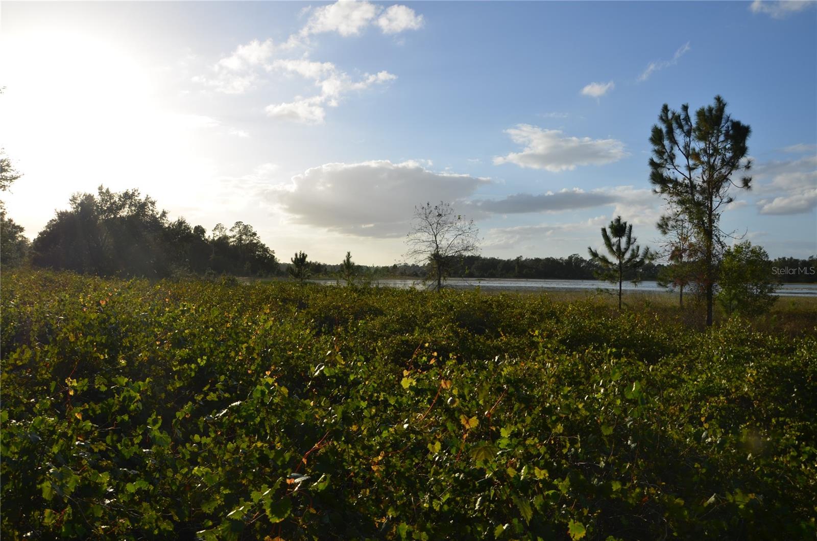 BONSMARA DR, LEESBURG, FL, 34748