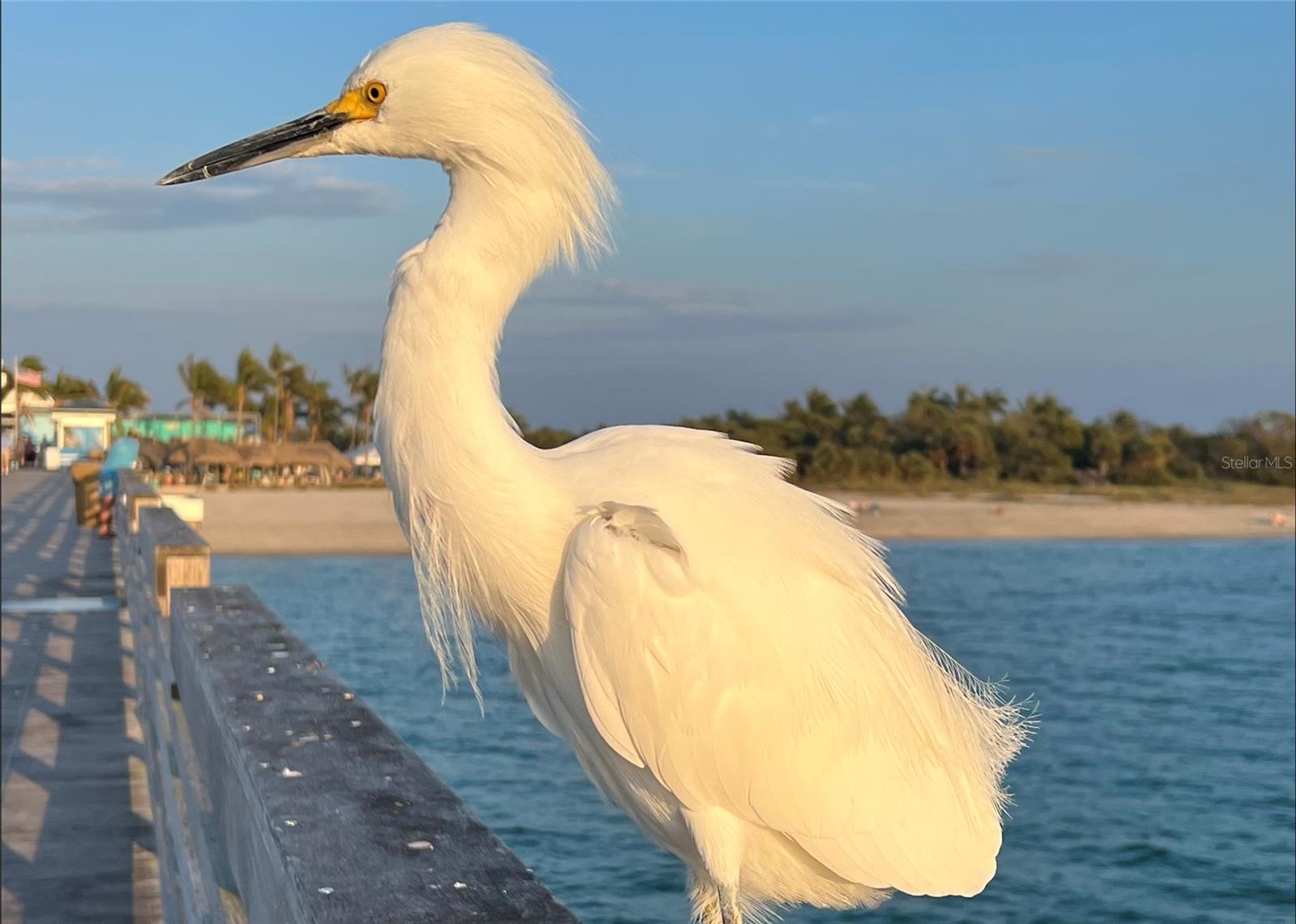 19874 BENISSIMO DR, VENICE, FL, 34293