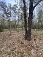 OFF NE 628TH ST, OLD TOWN, FL, 32680