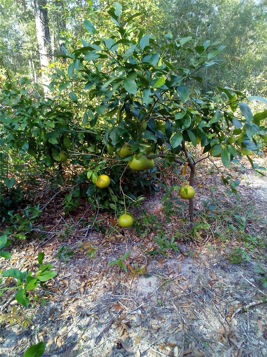 262 PINE DR, BRONSON, FL, 32621