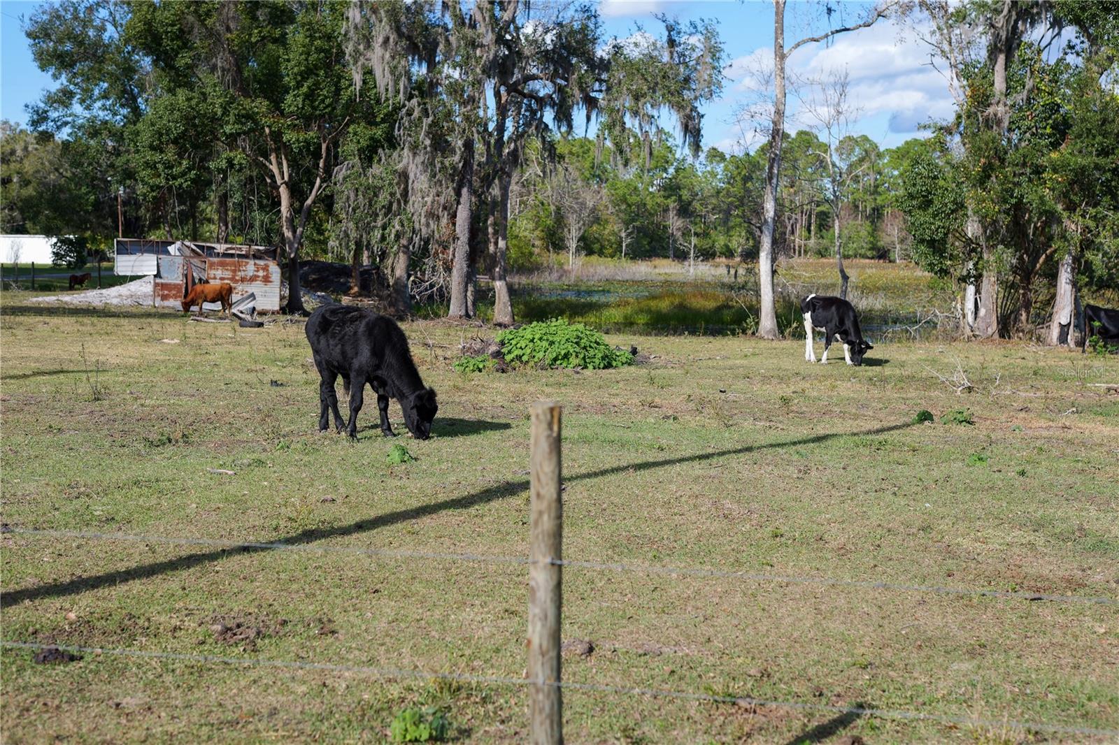 353 VANNOTE RD, PIERSON, FL, 32180