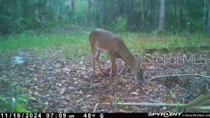 353 VANNOTE RD, PIERSON, FL, 32180