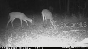 353 VANNOTE RD, PIERSON, FL, 32180