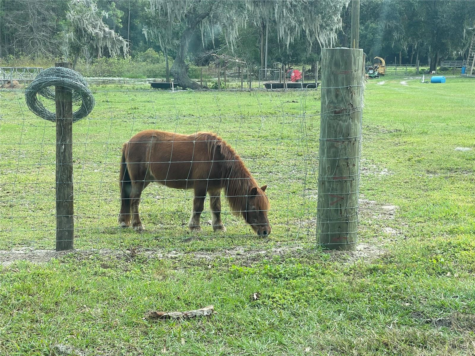 353 VANNOTE RD, PIERSON, FL, 32180