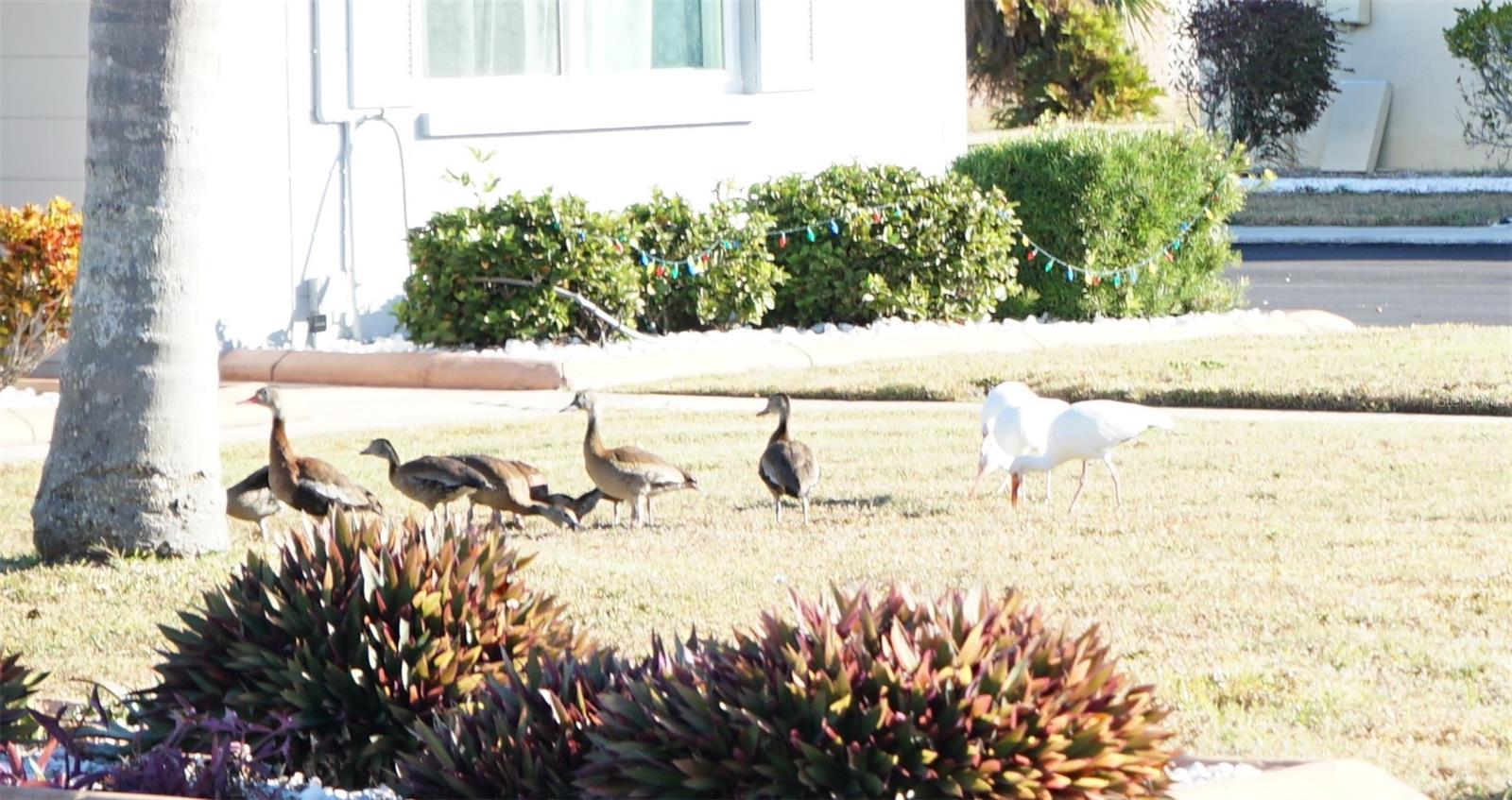 1308 BURBANK CT #10, SUN CITY CENTER, FL, 33573