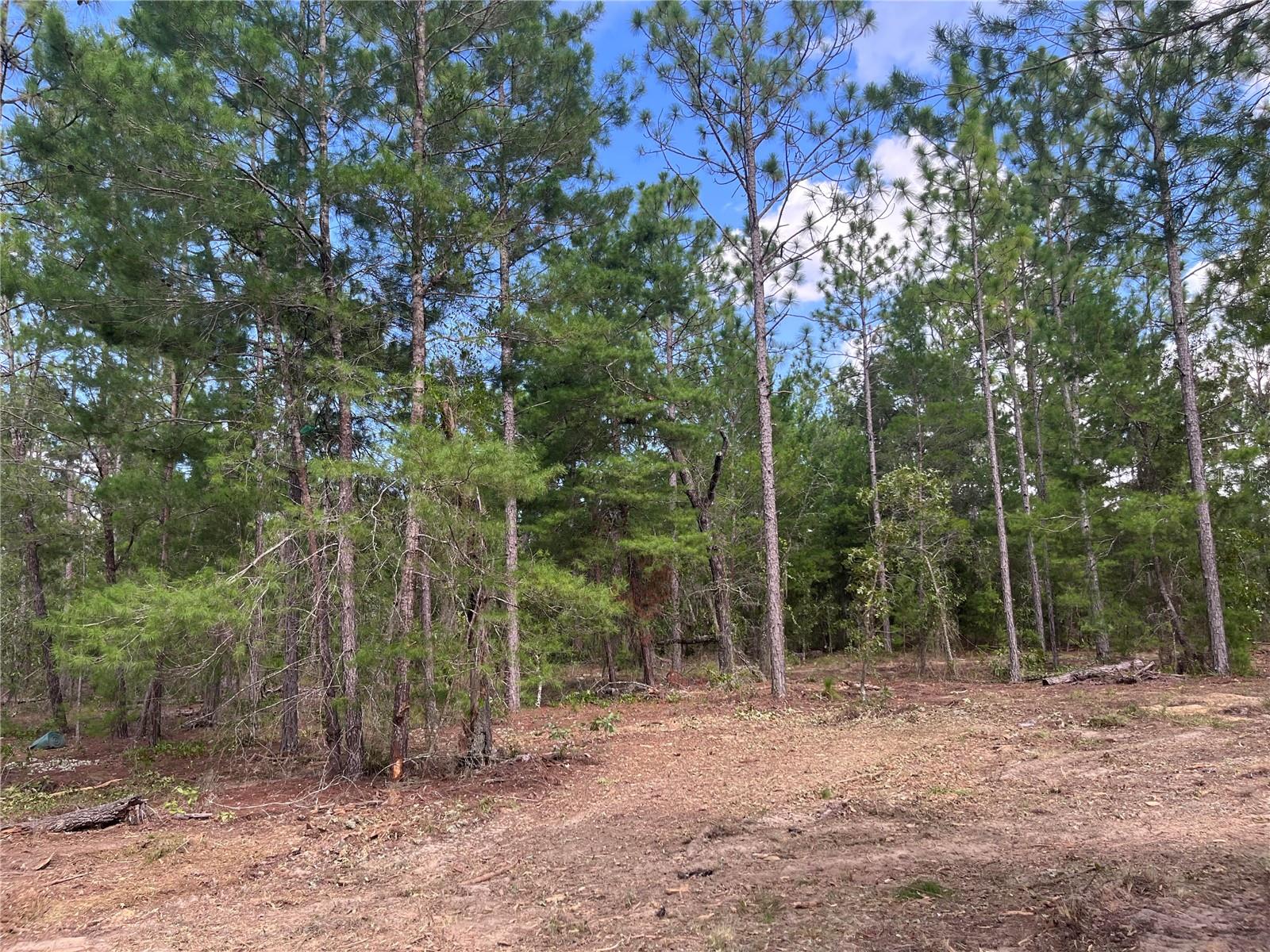 321 HIMALAYAN ST, INTERLACHEN, FL, 32148
