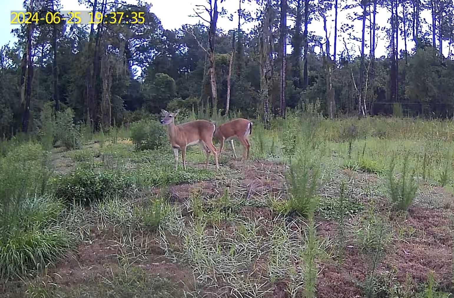 223 FORT FLORIDA RD, DEBARY, FL, 32713