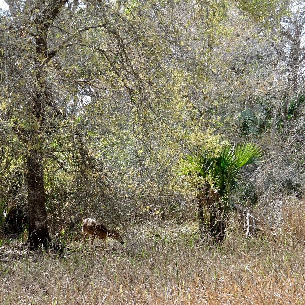 NW 304TH ST #Lot C, OKEECHOBEE, FL, 34972