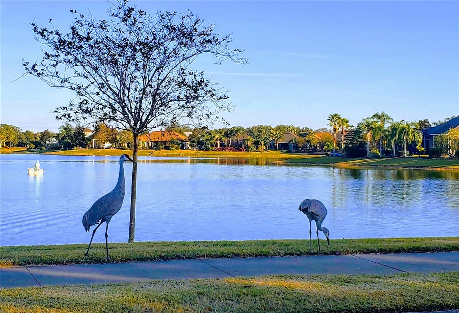 2154 WALLINGFORD LOOP, MOUNT DORA, FL, 32757