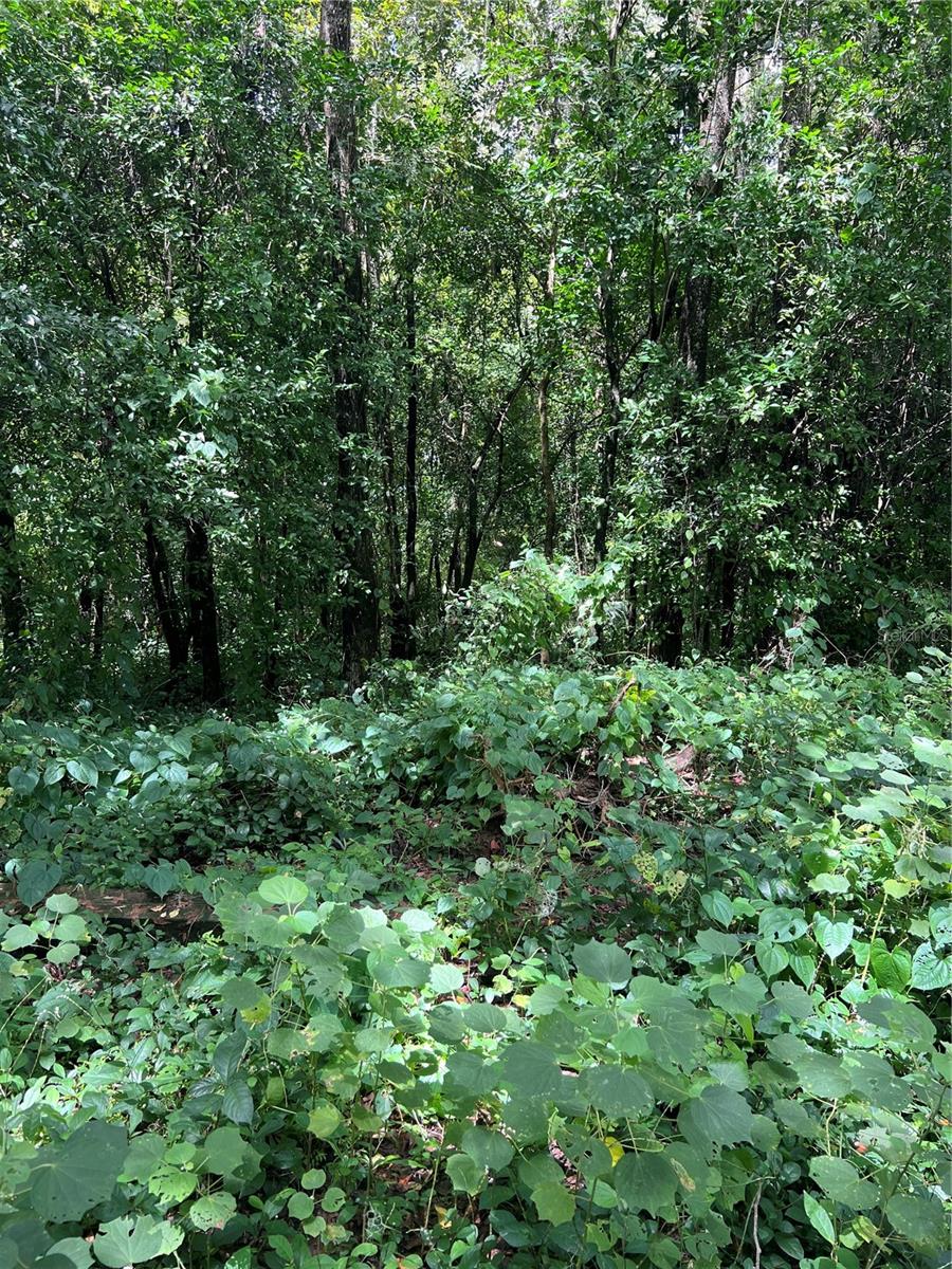 18293 ANNUTALAGA AVE, BROOKSVILLE, FL, 34601