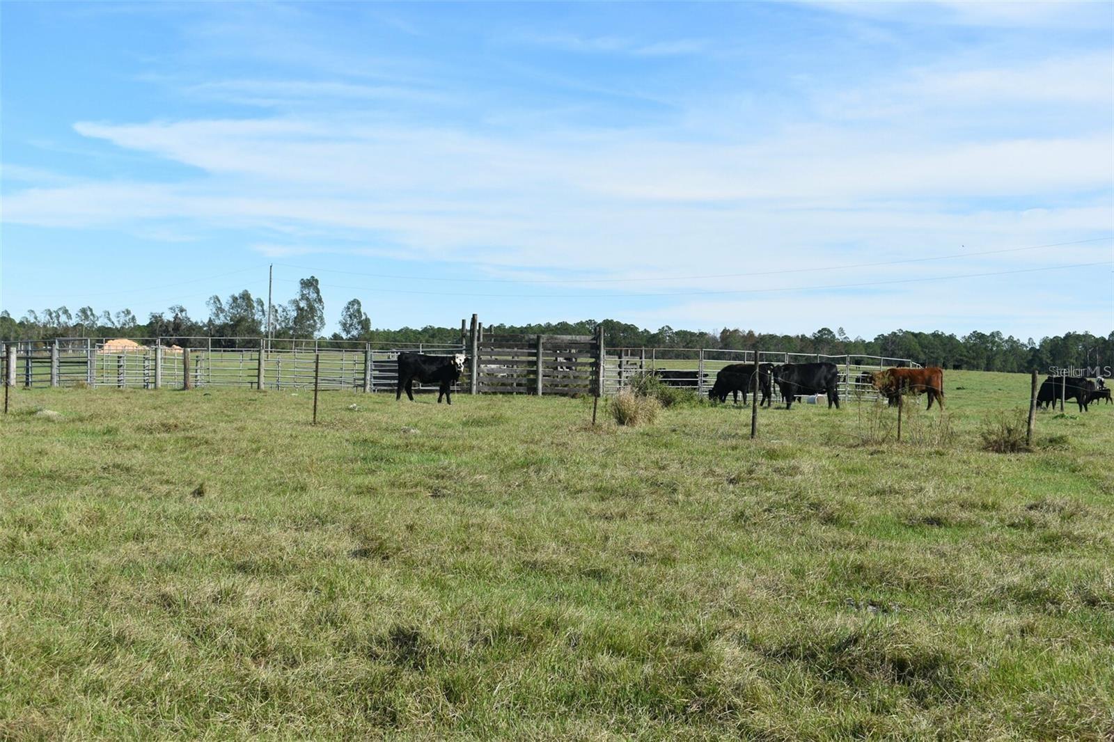 BERRY GROVES RD DR, CLERMONT, FL, 34714