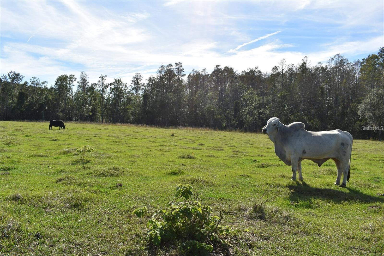 BERRY GROVES RD DR, CLERMONT, FL, 34714