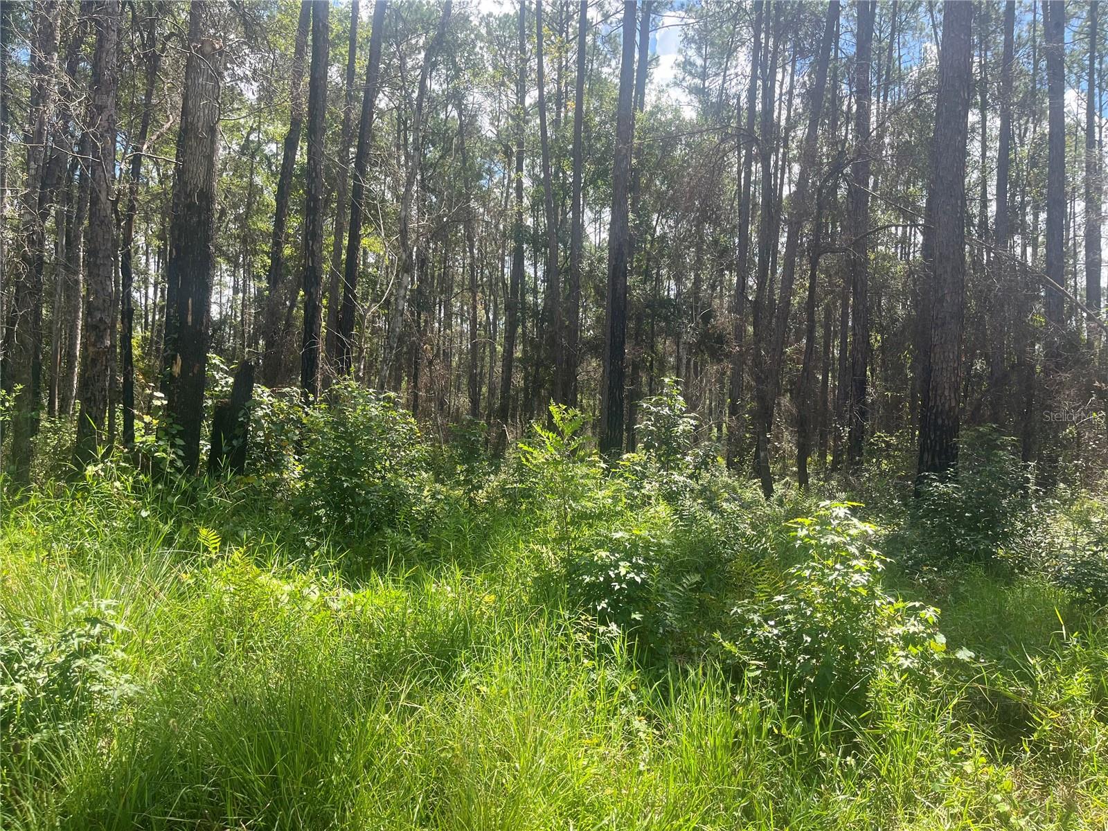 10680 DELGADO AVE, HASTINGS, FL, 32145