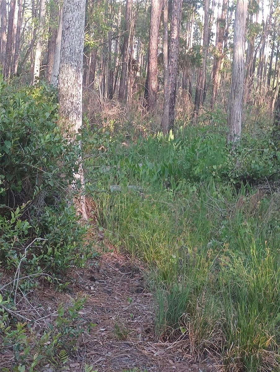 10680 DELGADO AVE, HASTINGS, FL, 32145