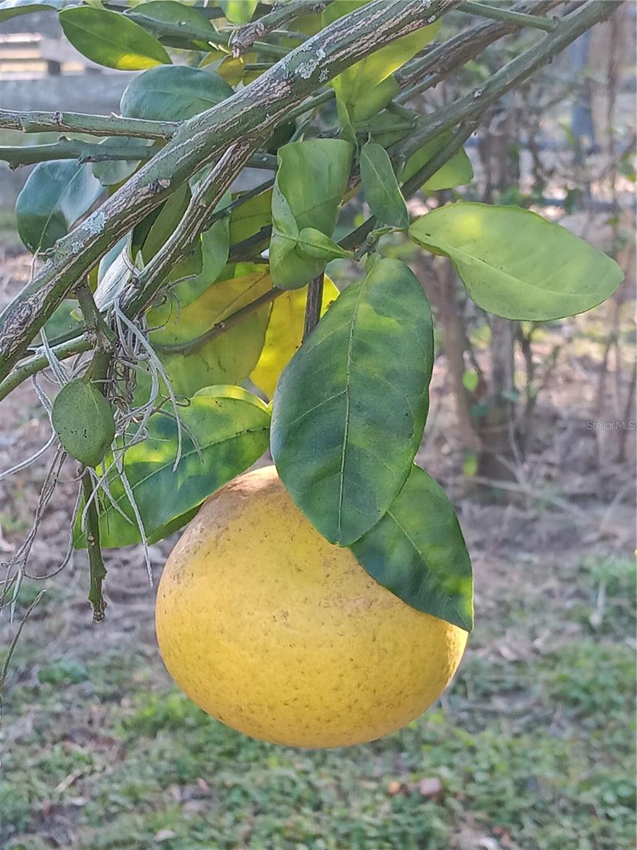 2630 NW 140TH ST, CITRA, FL, 32113