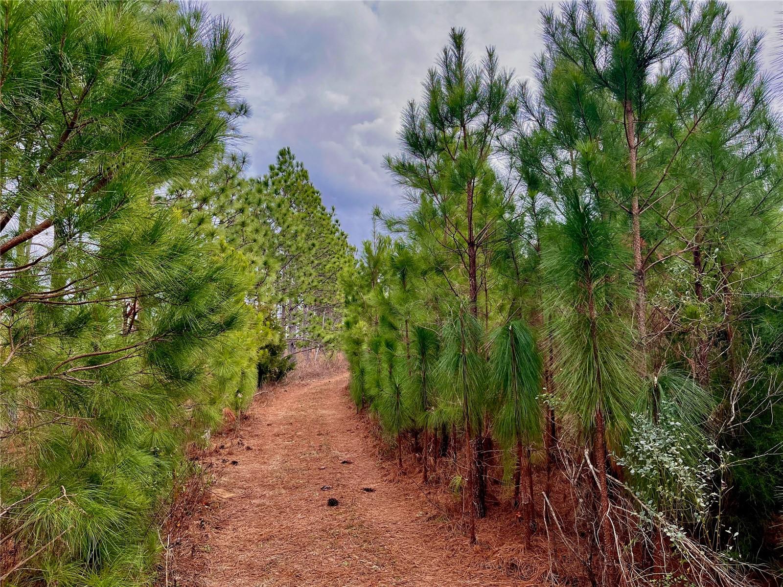 1 BETHLEHEM RD, COTTONDALE, FL, 32431