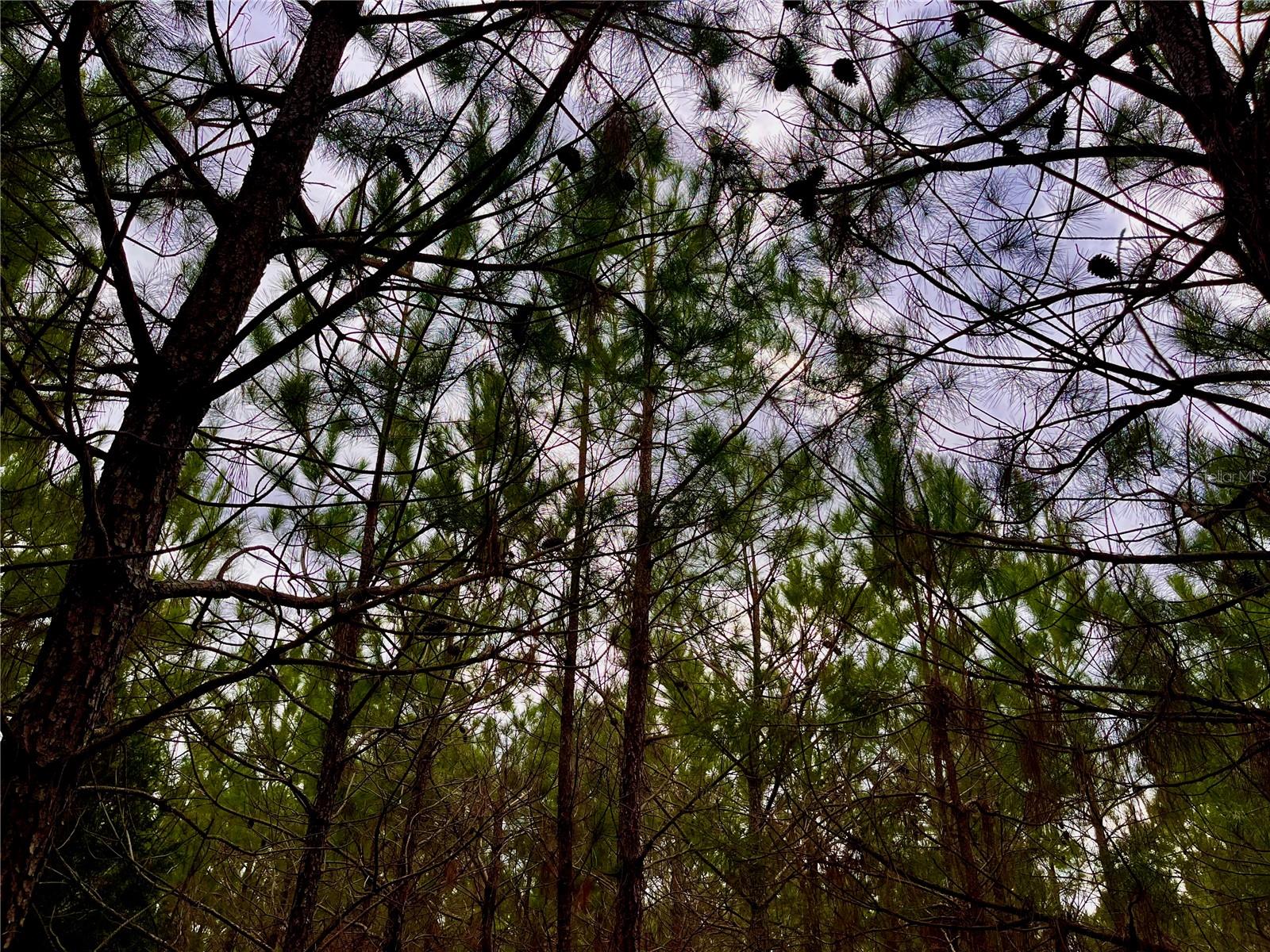 1 BETHLEHEM RD, COTTONDALE, FL, 32431