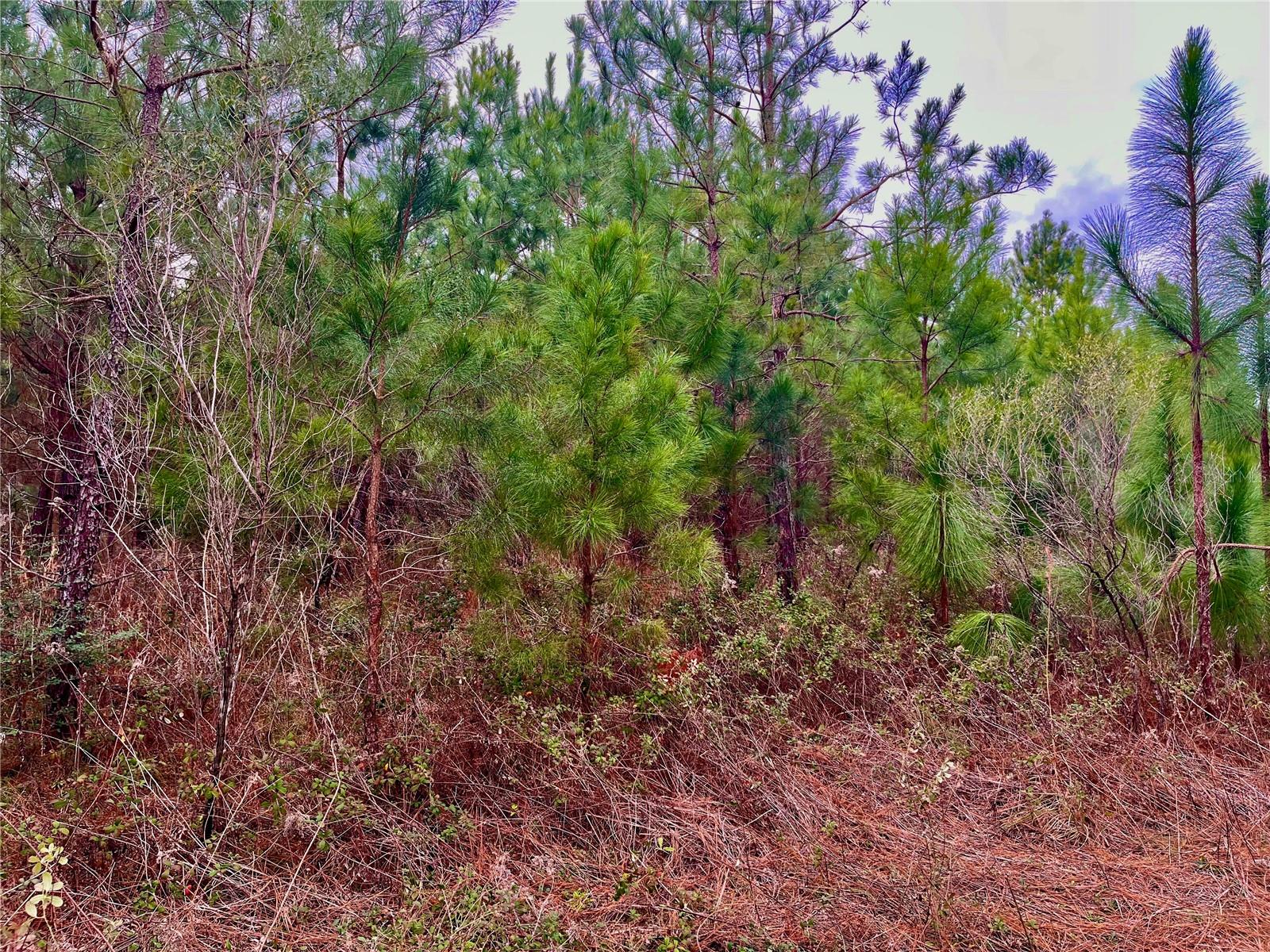 1 BETHLEHEM RD, COTTONDALE, FL, 32431