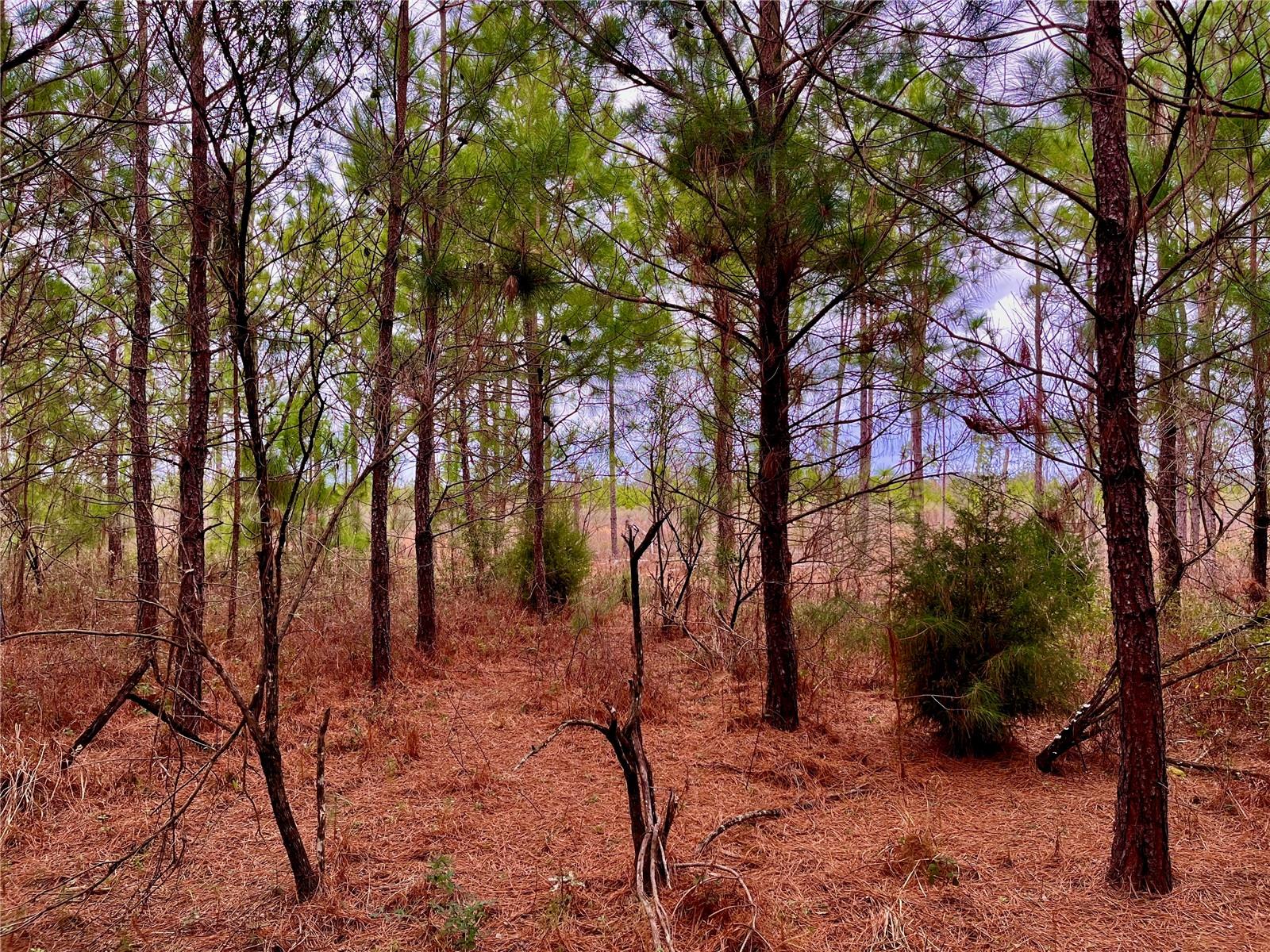 1 BETHLEHEM RD, COTTONDALE, FL, 32431