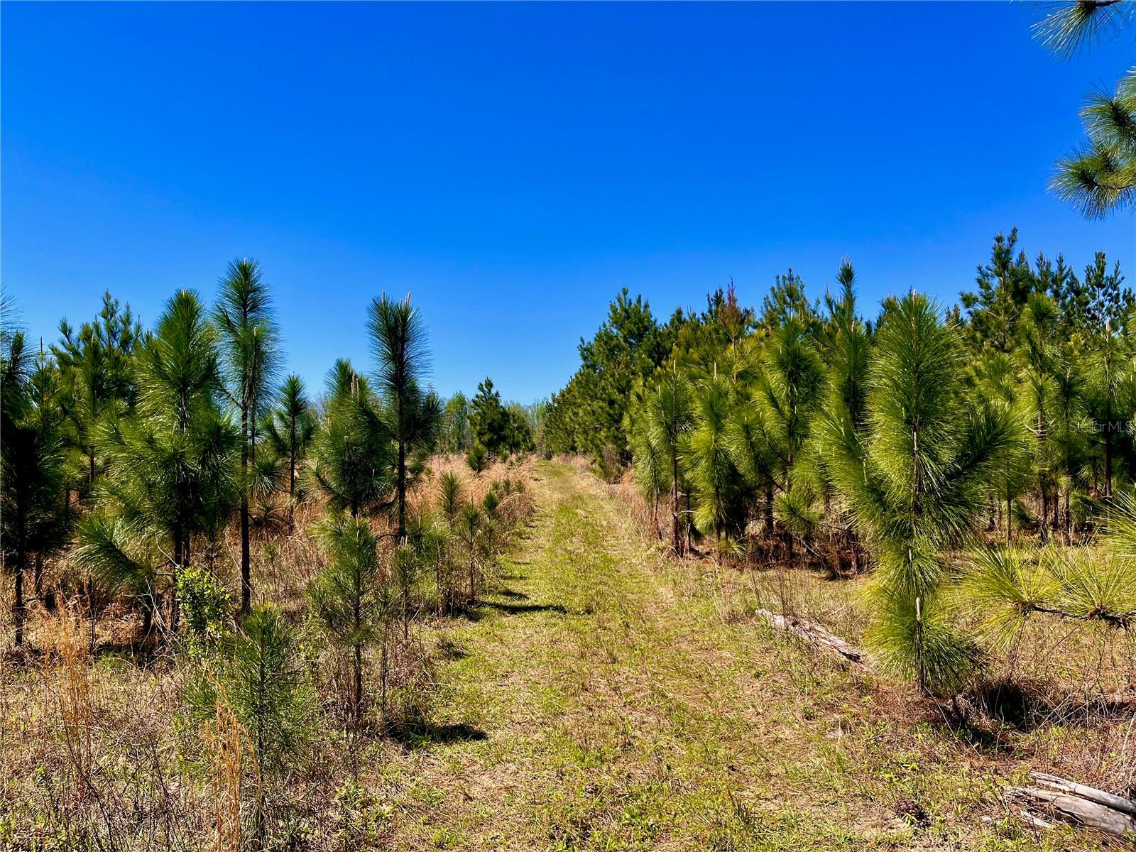 MUTUAL RD, COTTONDALE, FL, 32431
