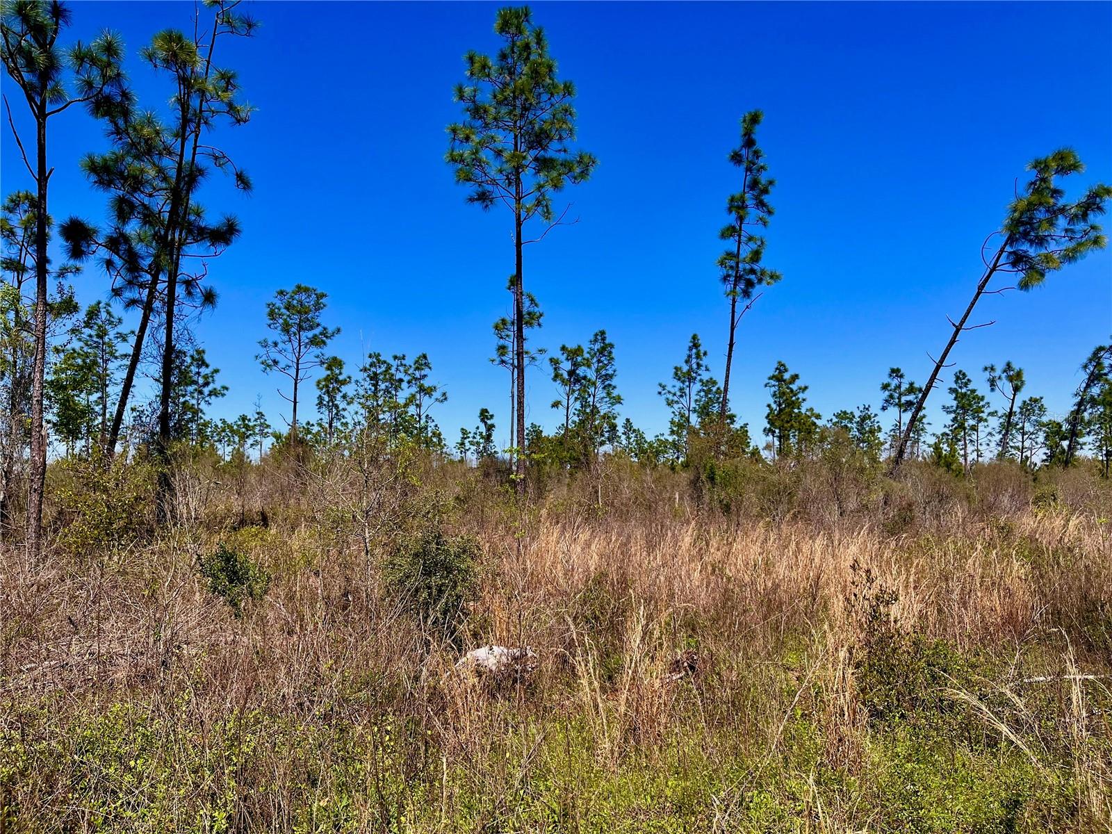 MUTUAL RD, COTTONDALE, FL, 32431