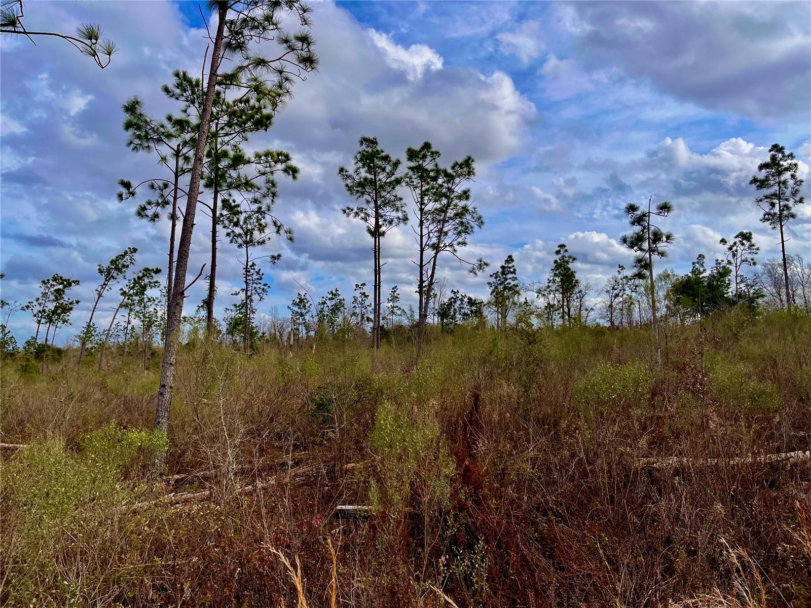 MUTUAL RD, COTTONDALE, FL, 32431