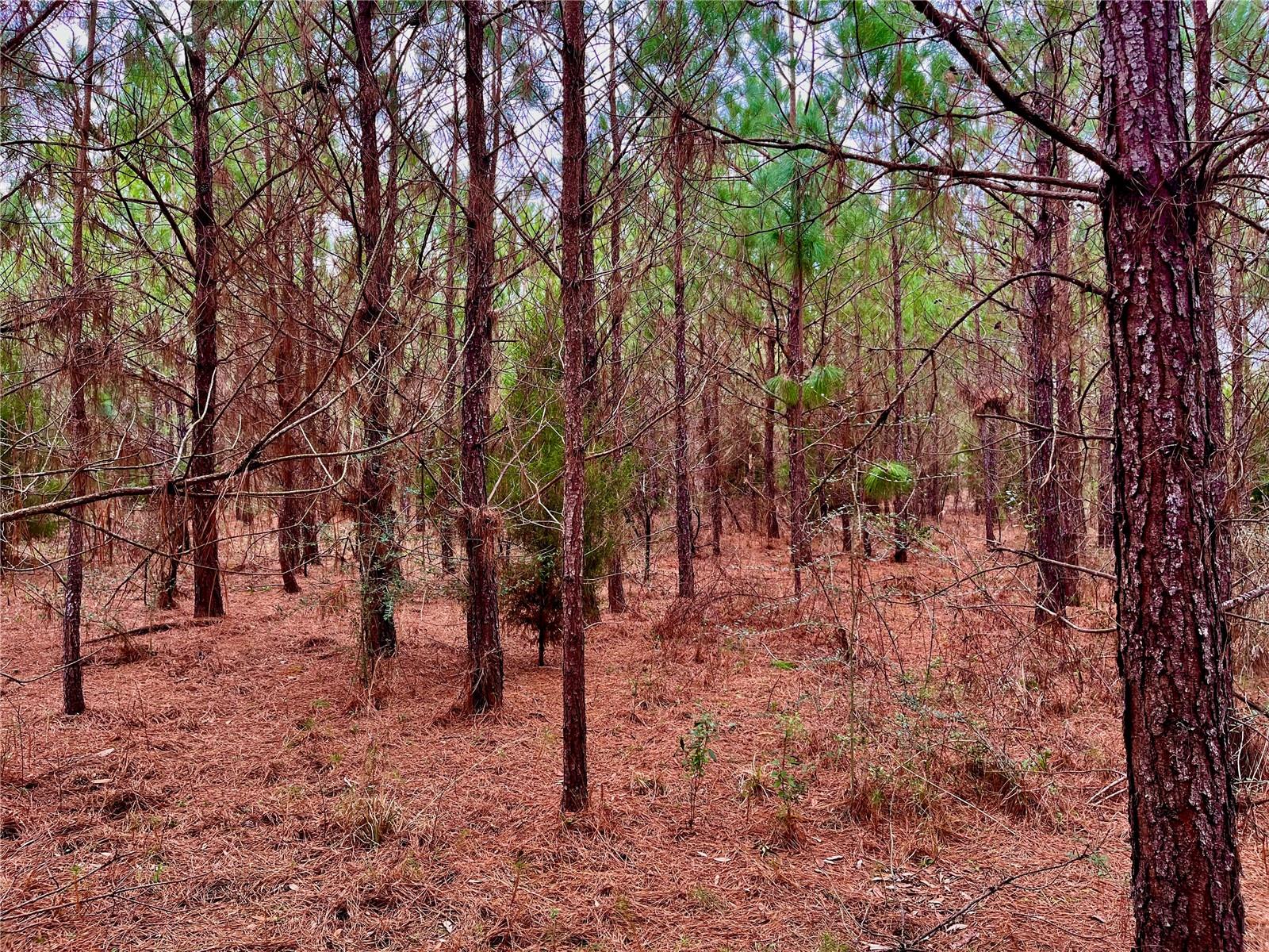 MUTUAL RD, COTTONDALE, FL, 32431