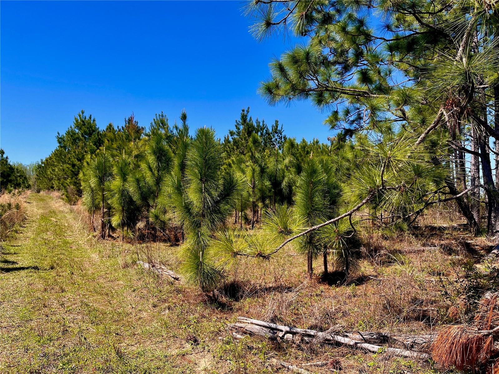 MUTUAL RD, COTTONDALE, FL, 32431