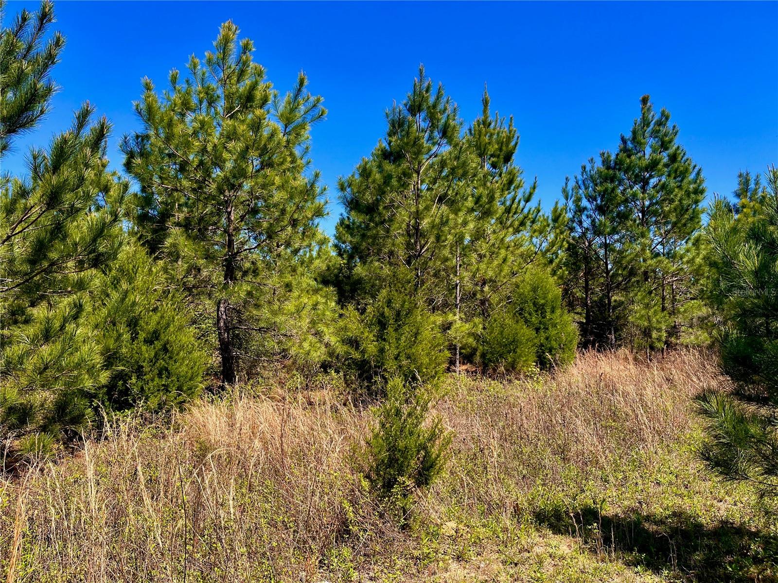 MUTUAL RD, COTTONDALE, FL, 32431