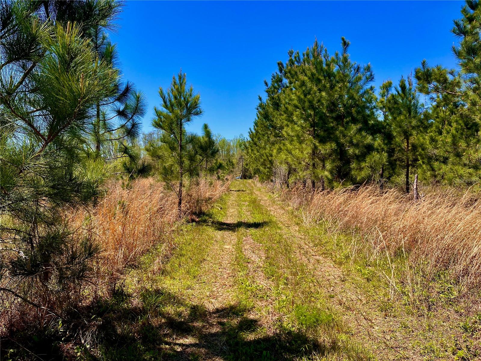 MUTUAL RD, COTTONDALE, FL, 32431