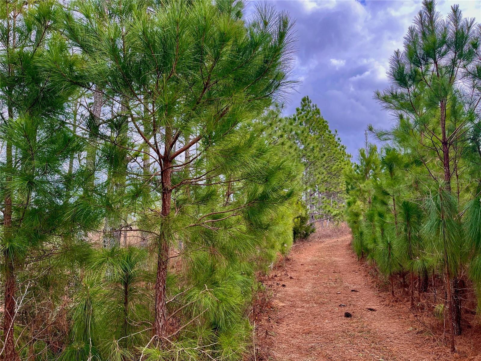 MUTUAL RD, COTTONDALE, FL, 32431