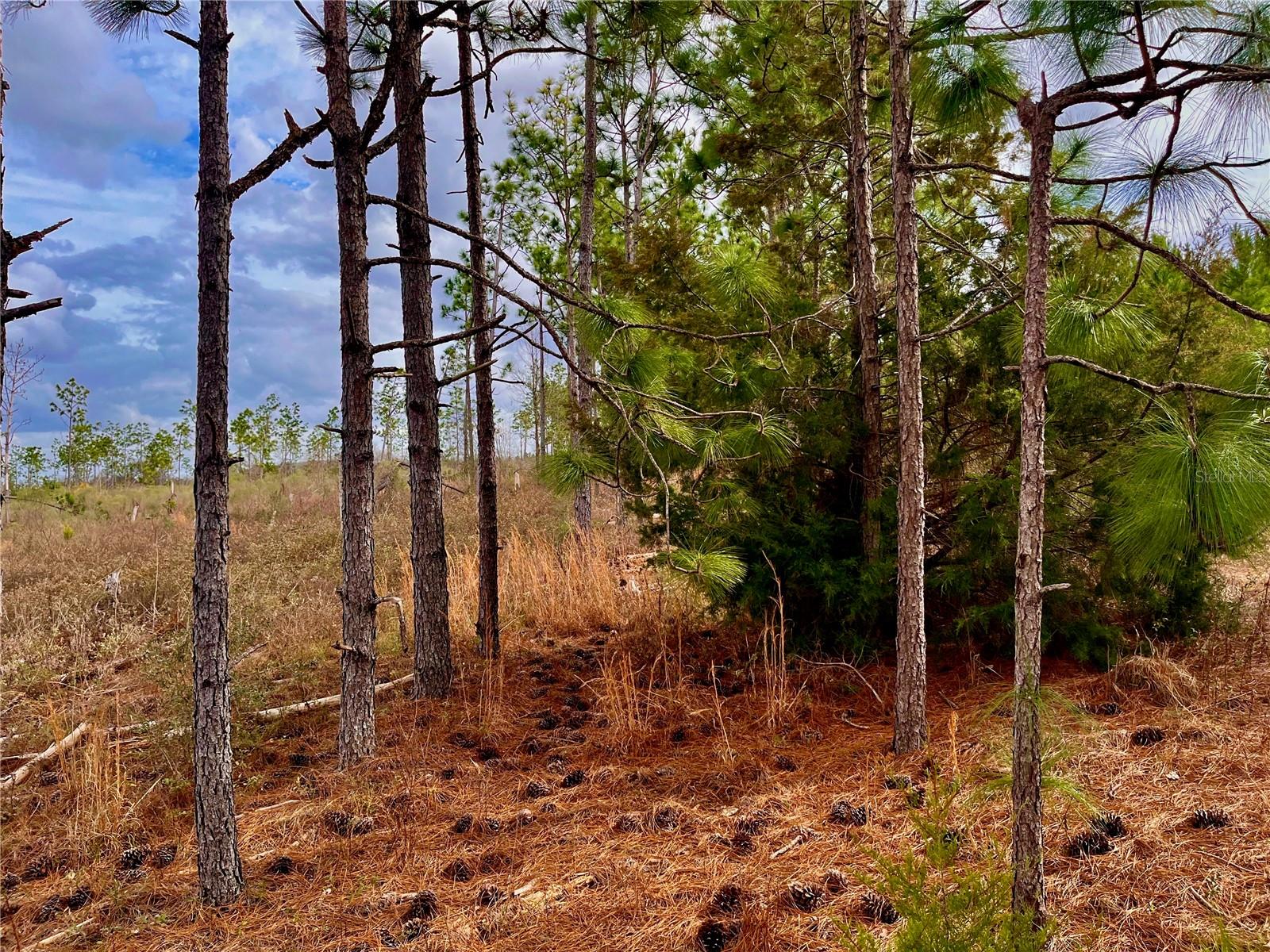 MUTUAL RD, COTTONDALE, FL, 32431