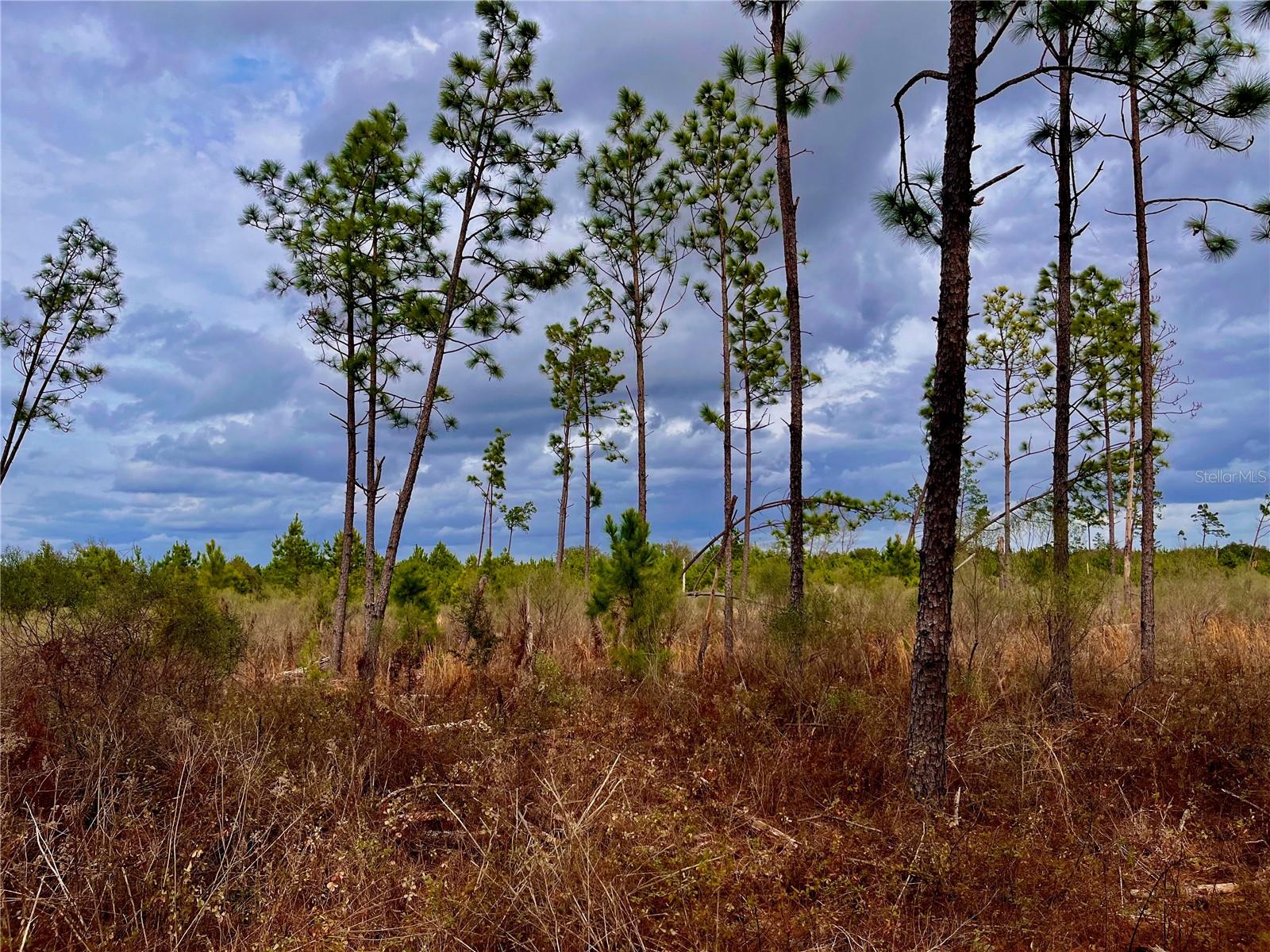 MUTUAL RD, COTTONDALE, FL, 32431