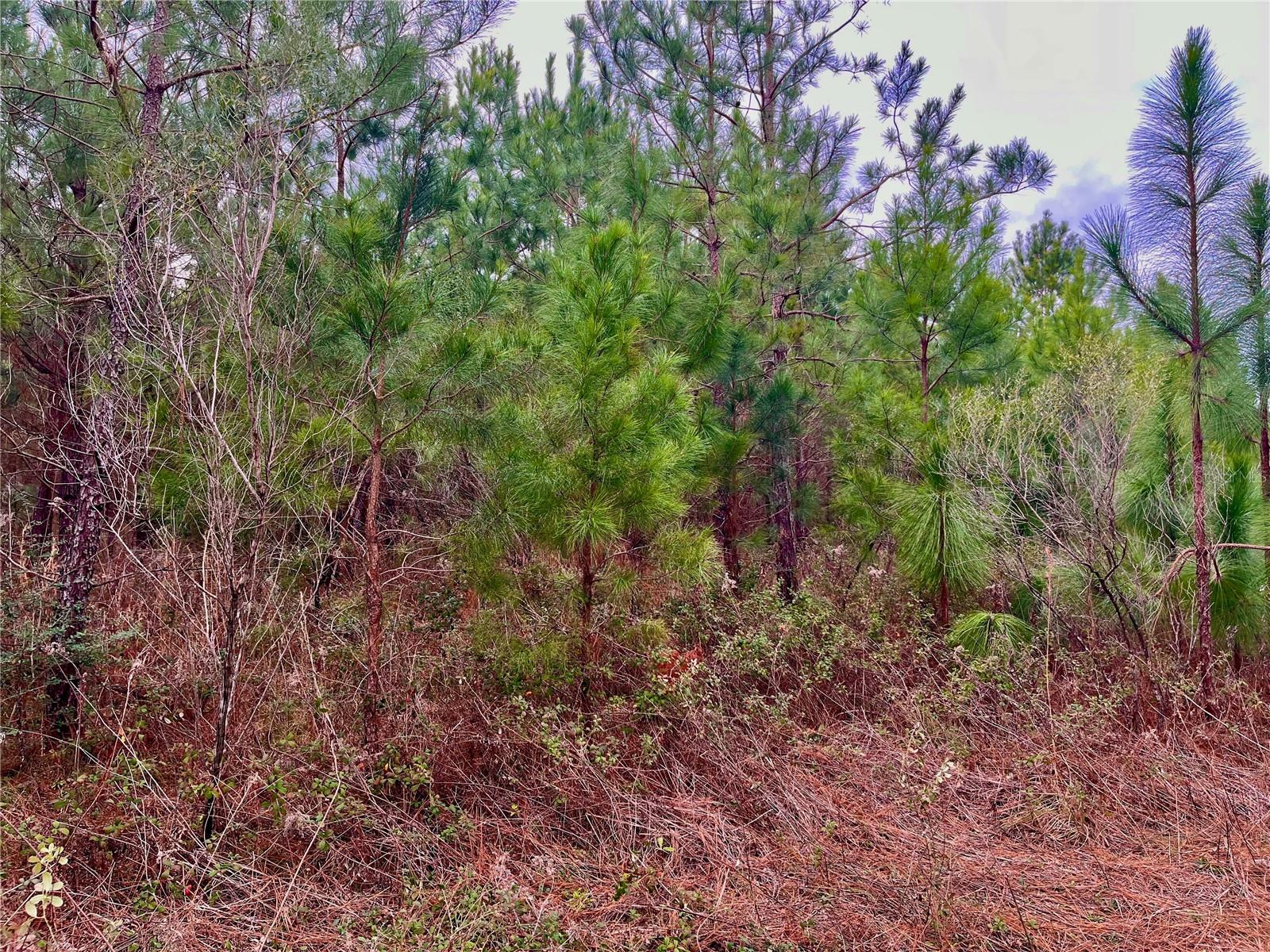 MUTUAL RD, COTTONDALE, FL, 32431