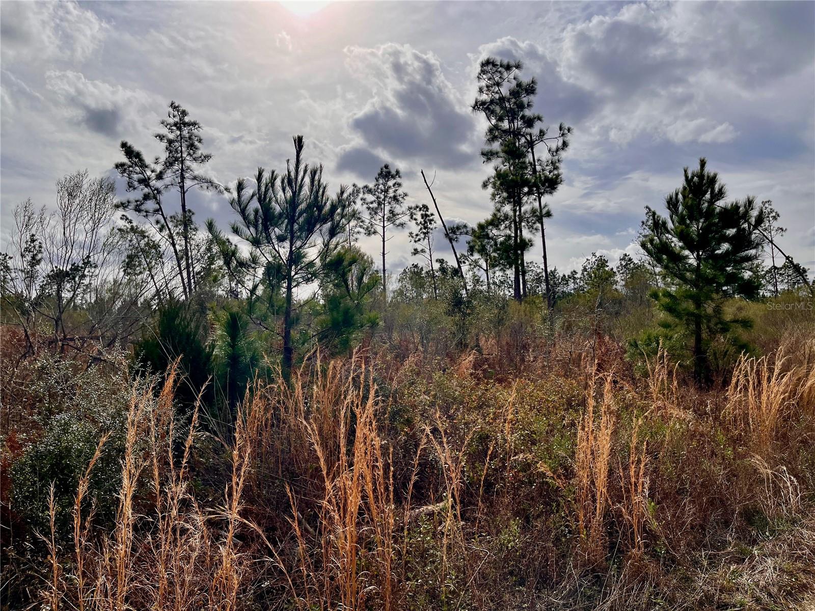 MUTUAL RD, COTTONDALE, FL, 32431