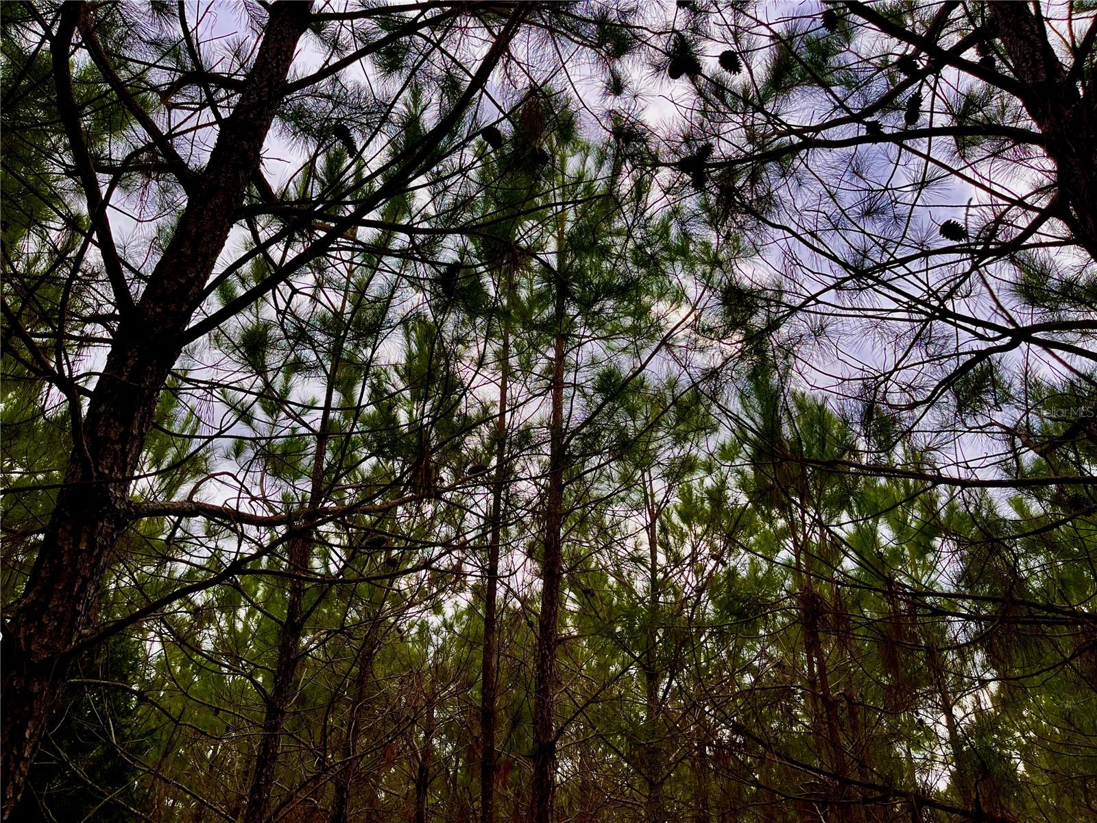 MUTUAL RD, COTTONDALE, FL, 32431