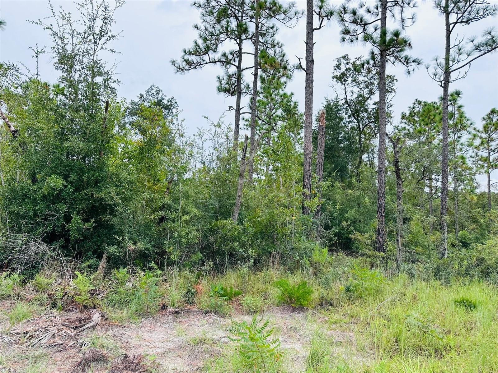 172 SE 190 AVE, OLD TOWN, FL, 32680