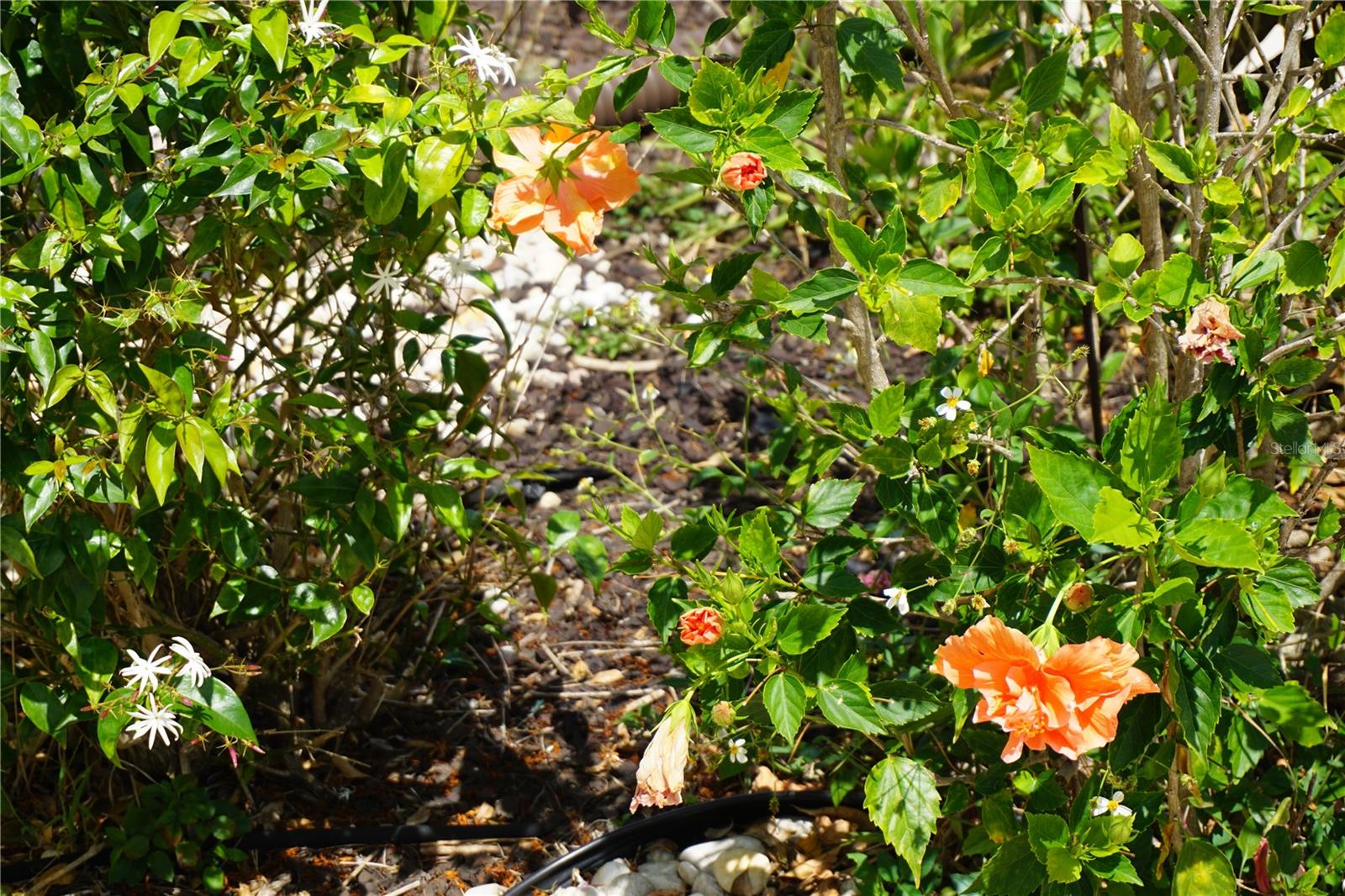 25115 ESMERALDA CT, PUNTA GORDA, FL, 33955