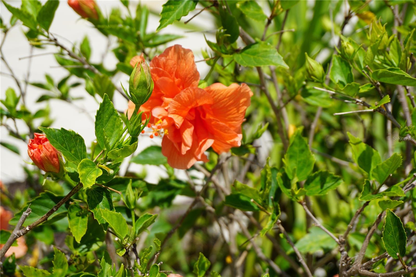 25115 ESMERALDA CT, PUNTA GORDA, FL, 33955