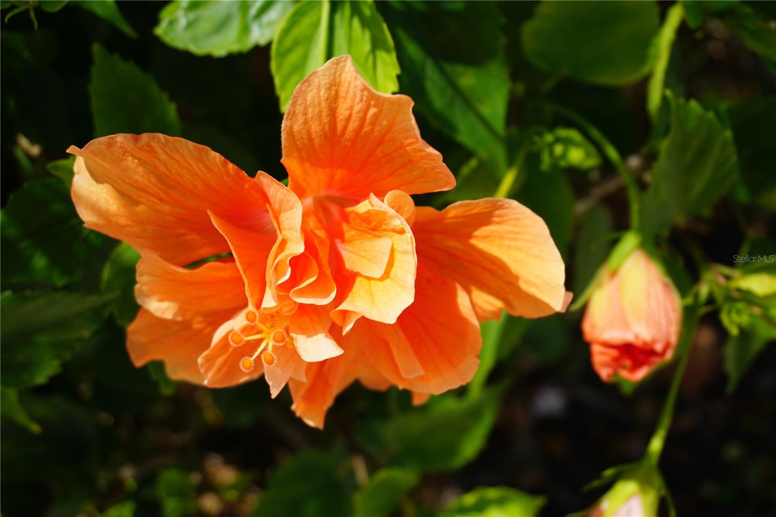 25115 ESMERALDA CT, PUNTA GORDA, FL, 33955