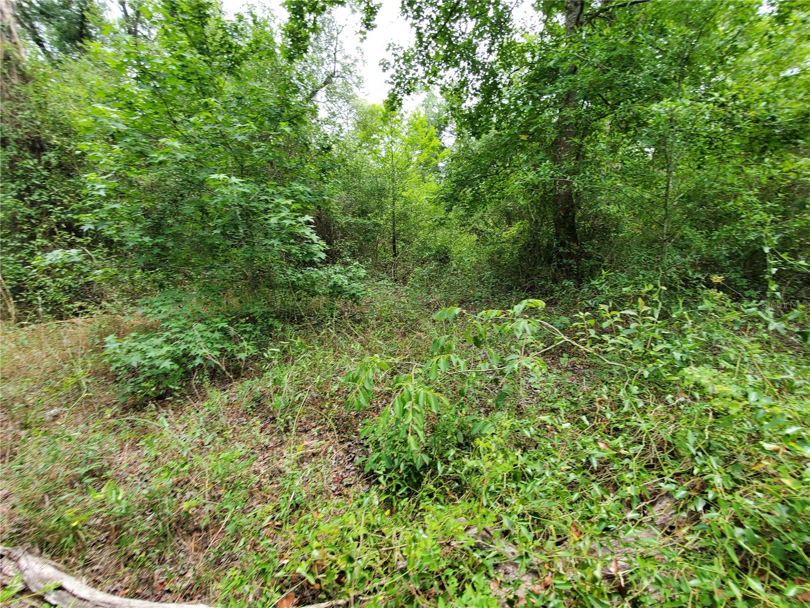 RINGWALT DR, DADE CITY, FL, 33523