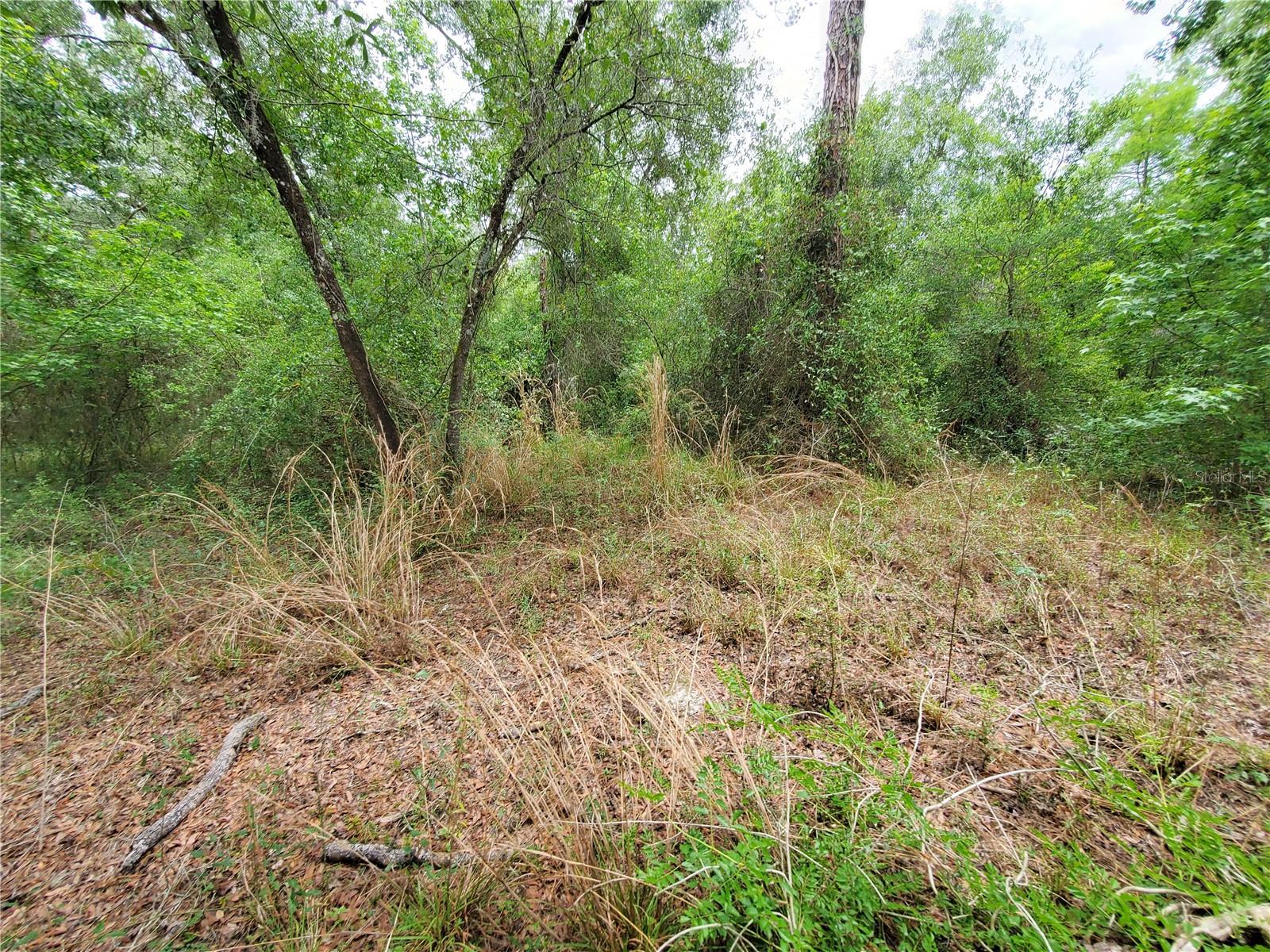RINGWALT DR, DADE CITY, FL, 33523