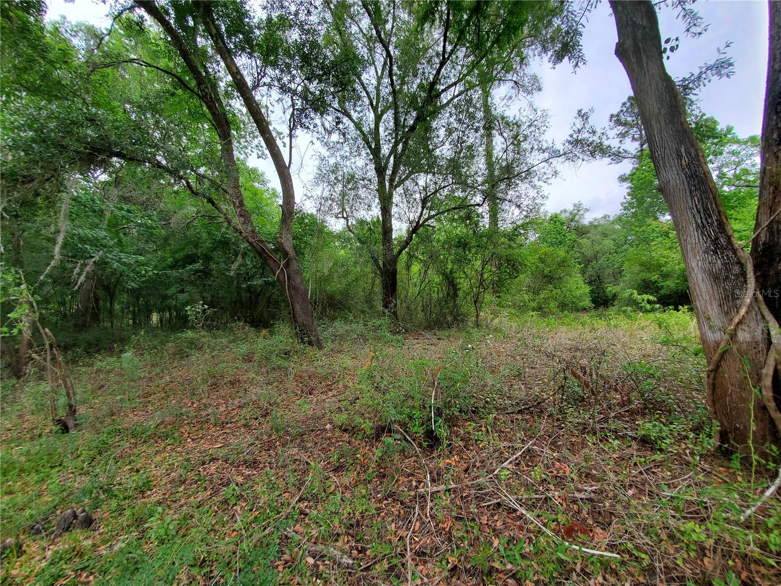 RINGWALT DR, DADE CITY, FL, 33523