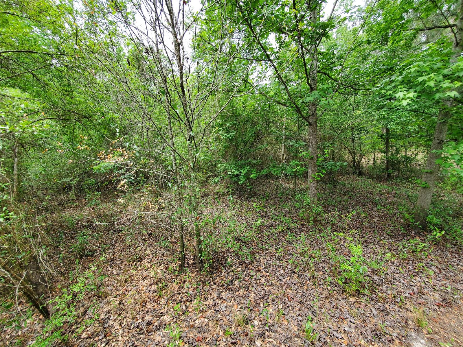 RINGWALT DR, DADE CITY, FL, 33523